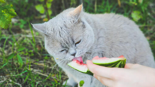 Is it bad to clearance feed cats human food